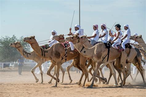 camel race in dubai